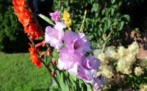 Gladioli