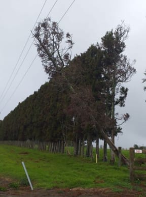 A tree has fallen on a power line in Tūākau and caused an outage, after strong winds across the North Island.