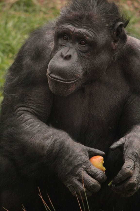 Sam the chimpanzee