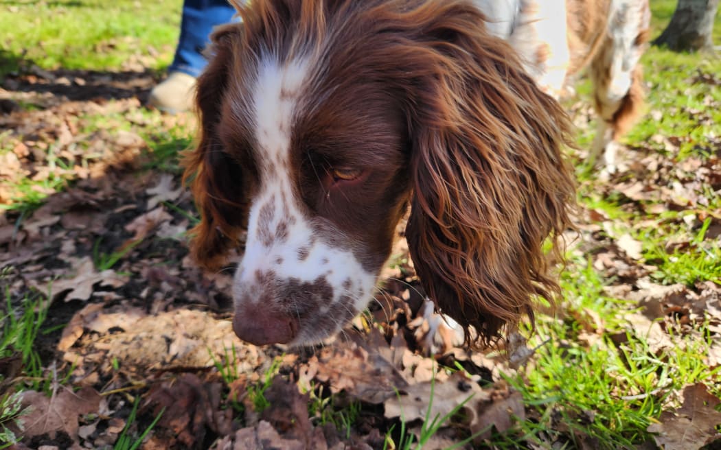 A close-up of Indie, a seven month old Springer Spaniel, sniffing the ground for truffles
