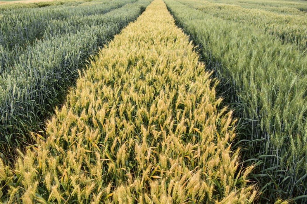 Fields are planted with grain crops near Ternopil, Ukraine on 16 June 2018.