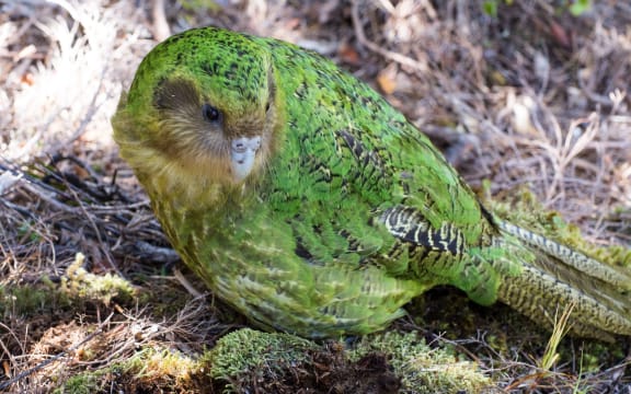Sinbad is one of three kakapo with Fiordland genes, from their father Richard Henry.