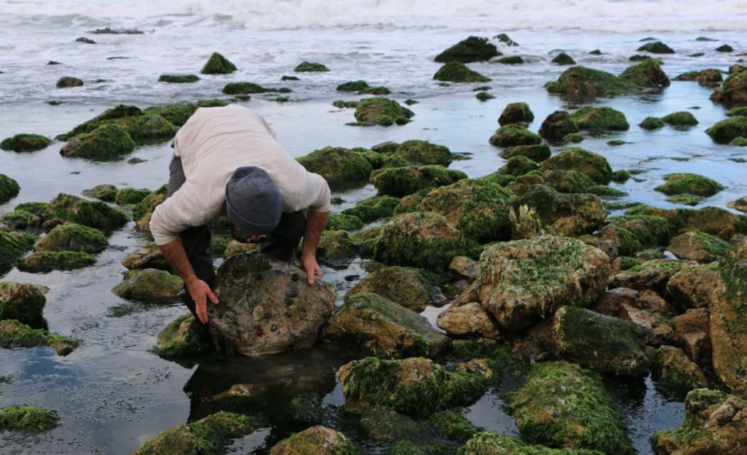 Canterbury University researcher Shawn Gerrity looking for juvenile Paua.