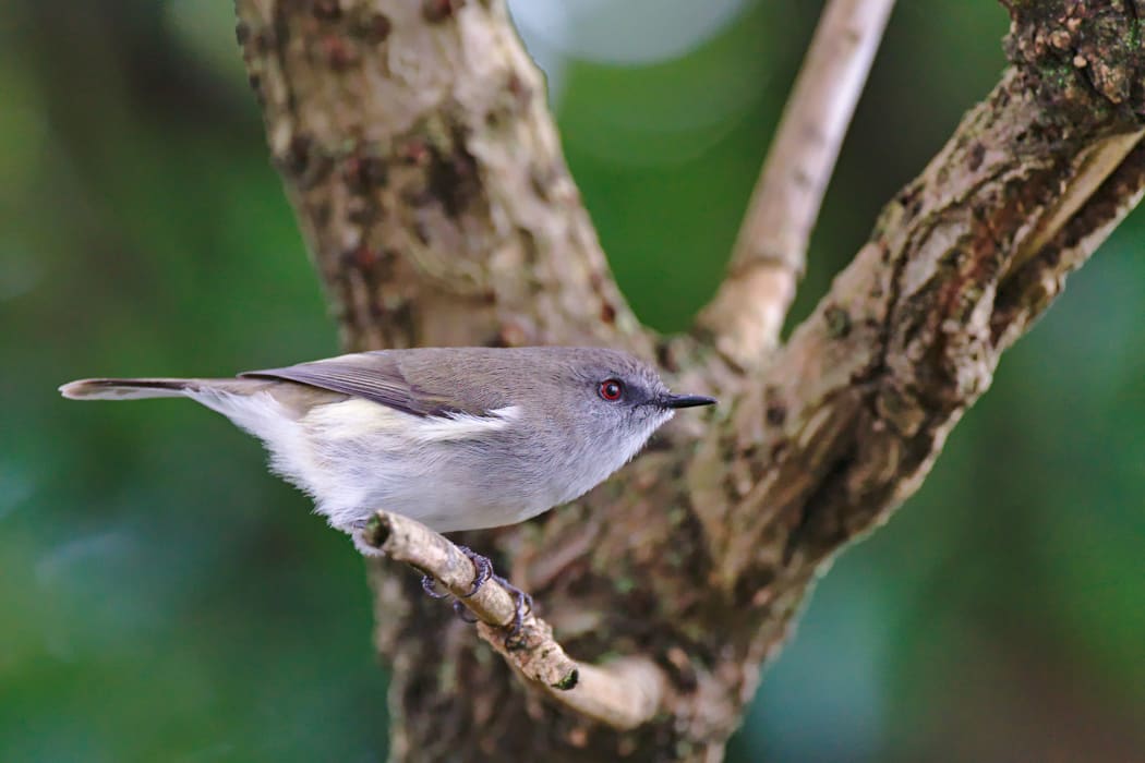 Riroriro/Grey Warbler