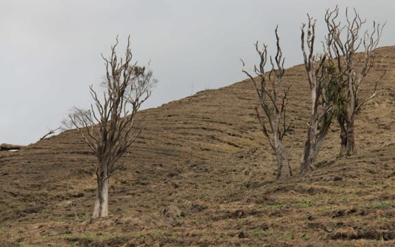 Dead Cabbage trees in the Rangitikei Hill Country, downstream from River Valley Lodge.