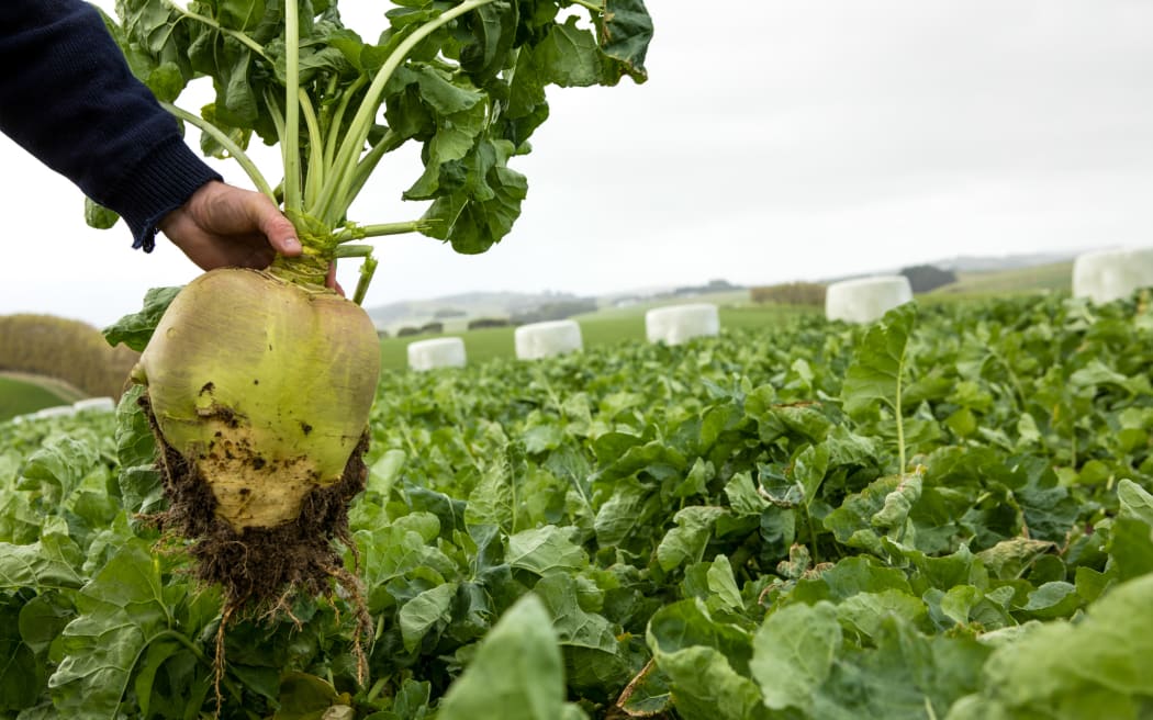 A recent flyover conducted by Environment Canterbury has found Waimakariri farmers are on the right track with their winter grazing practices.