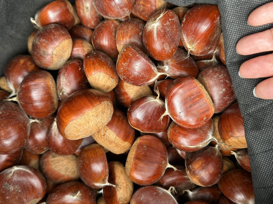 Pick Your Own Chestnuts