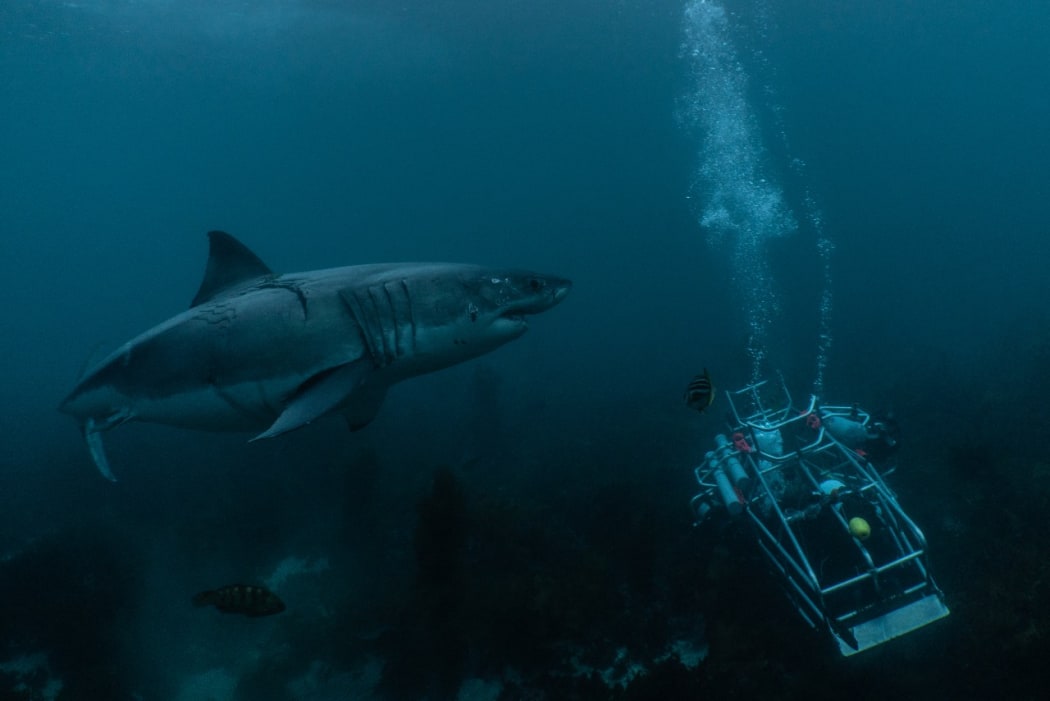 Still from 'Shark Lockdown'