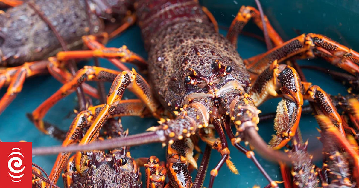 Queenstown hotelier’s false claims revealed after heli-crayfish case