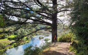 A person stands next to a tree and river on Huka Falls Track.