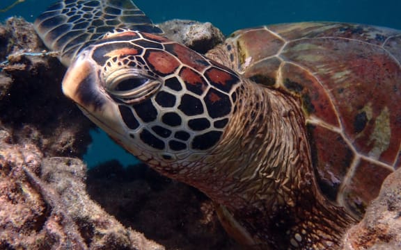 Turtles have unique facial patterns that can be used to identify them, like a human's fingerprints.