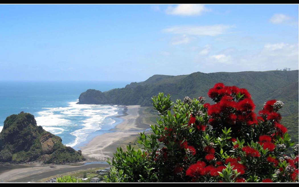 Piha and Pohutukawa