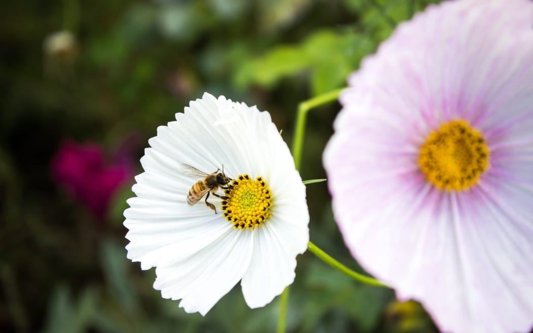 A bee collects pollen from a white flower in Rawene, New Zealand.