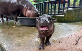 Thailand's pygmy hippo Moo Deng when she was a baby last year. The famous hippo turns one on Thursday, 10 July 2025.