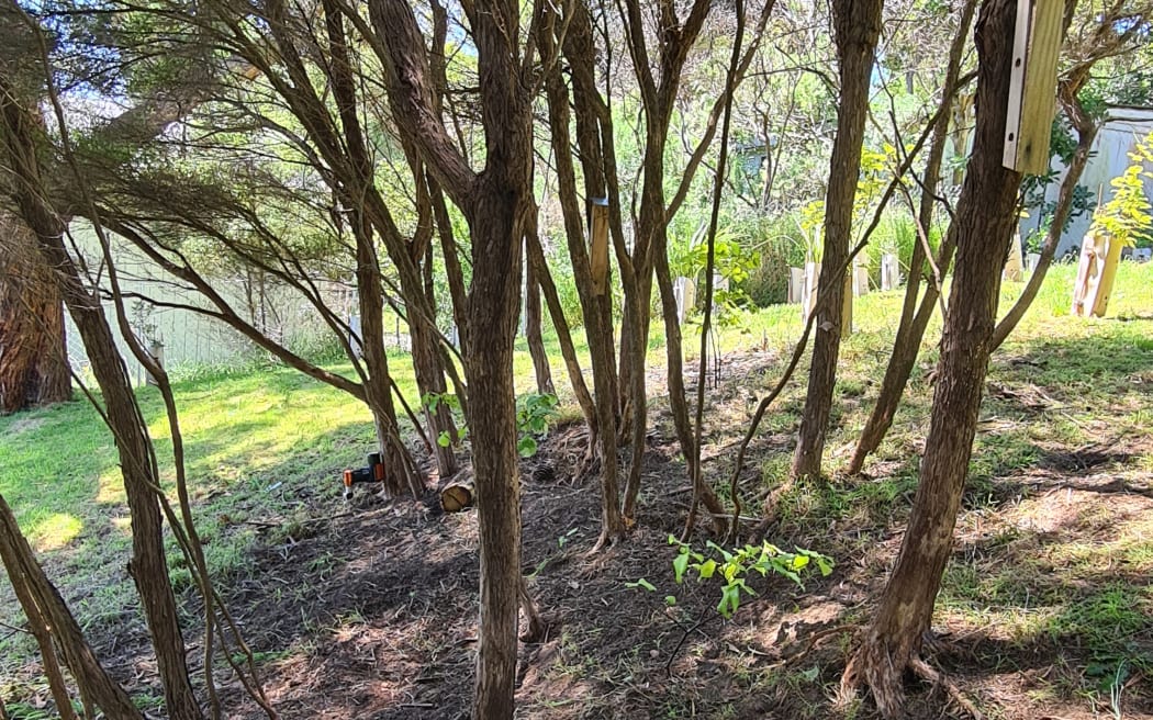 Holly Neill's backyard full of kānuka after weeding agapanthus