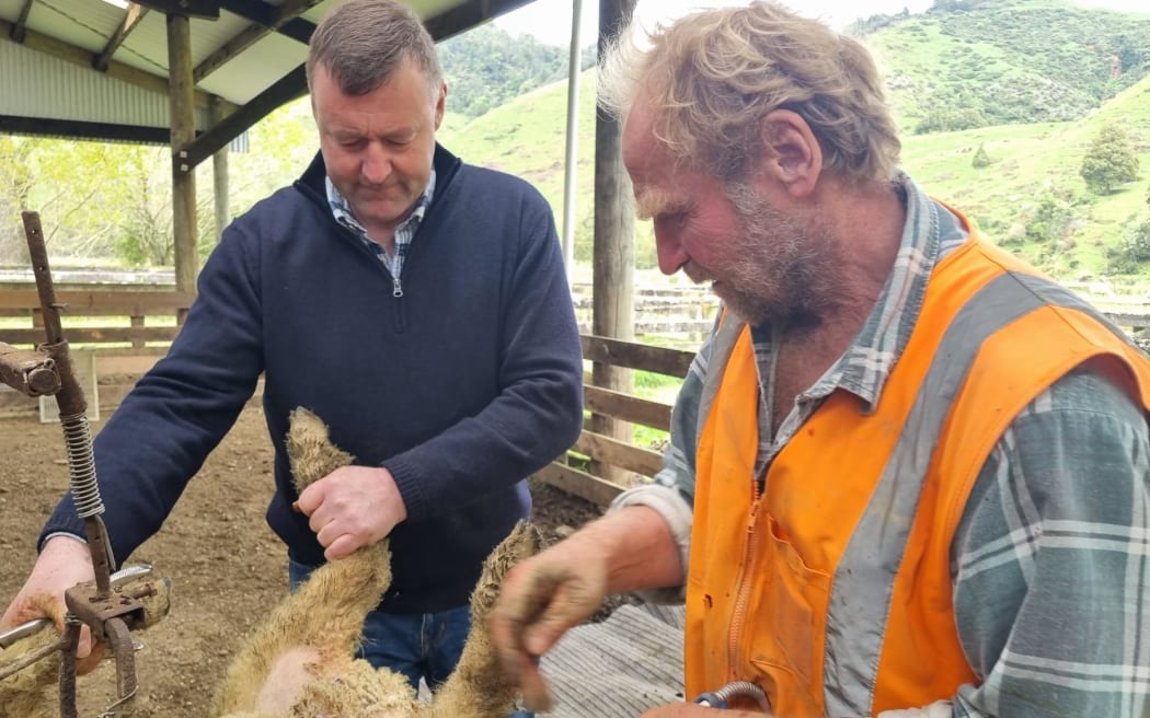 Waitomo flood - Minister for Rural Communities Mark Patterson helps out docking while visiting the Lovell family farm at Marokopa.