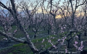 Blossom at Riverside Cherries.