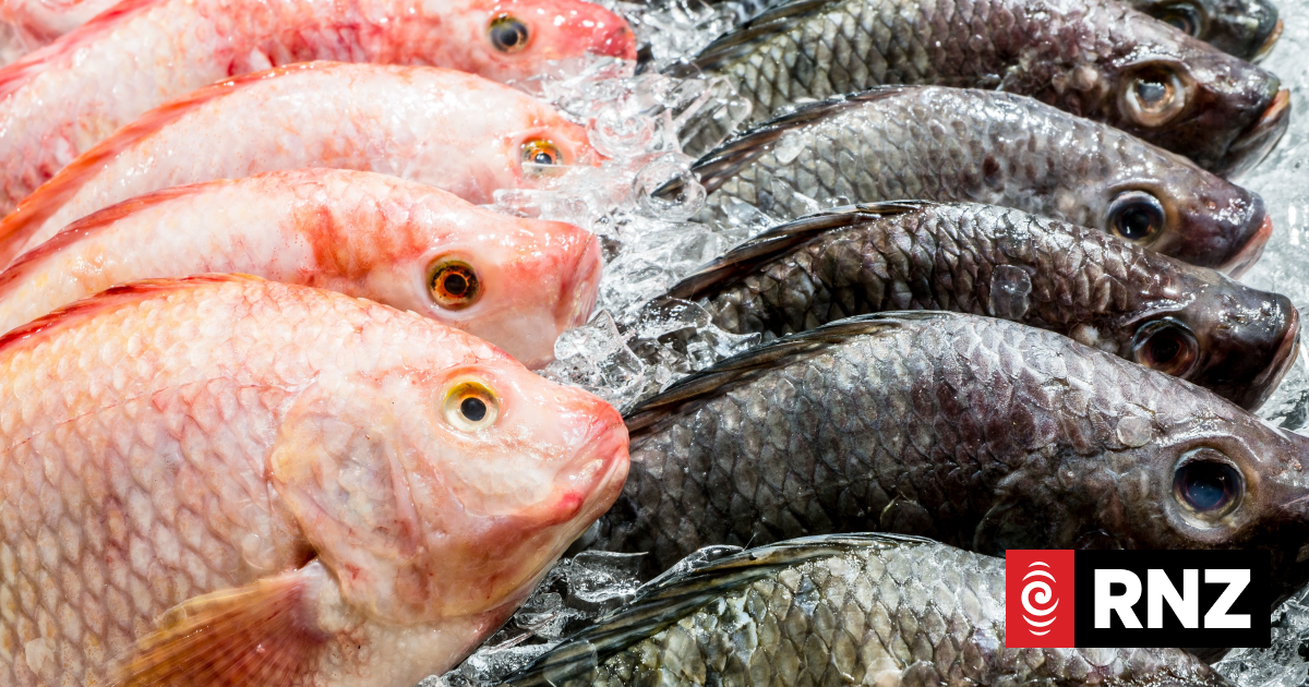 Slow Fish movement starts in Wellington | RNZ