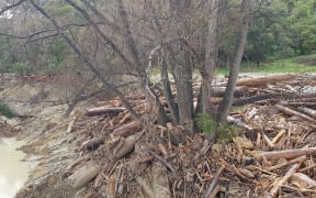 Slash debris after flooding in Tolaga Bay.