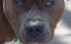 Pitbull terrier, file photo