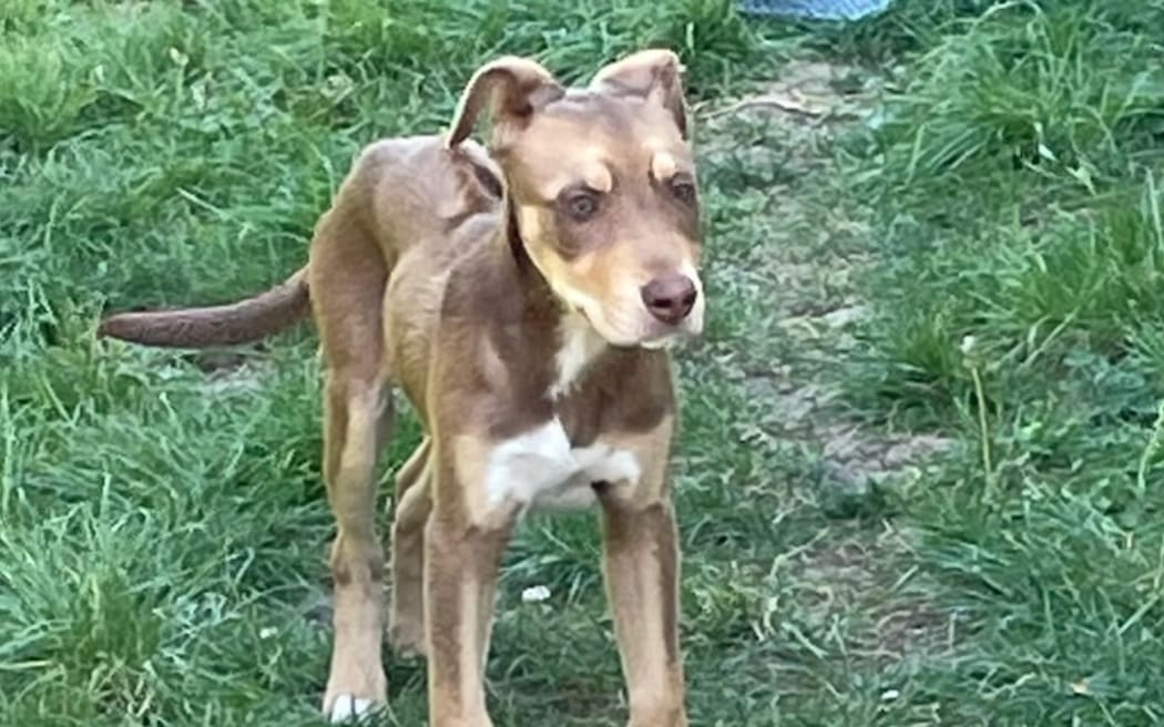 An Onehunga resident says he has complained to Kāinga Ora for years about neglected and abused dogs at its properties which he lives close to. May 2025