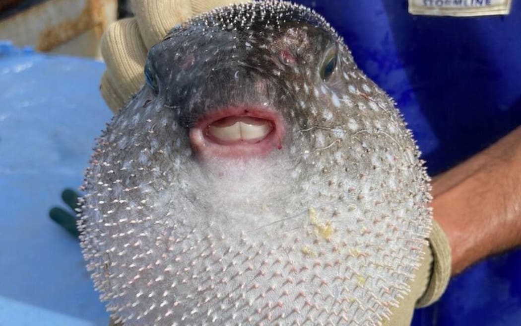 A close up of the Porcupinefish Rick Burch has been catching in the bay.