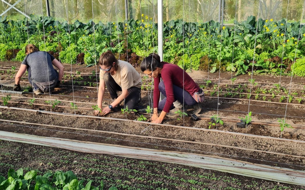 Georgia Hamilton (left), and Coral Remiro planting new crops.