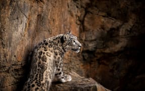 Snow leopards at Wellington Zoo