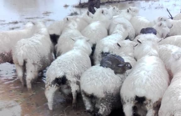 Three rabbits found sitting on sheep during recent flooding on the Taieri plains.