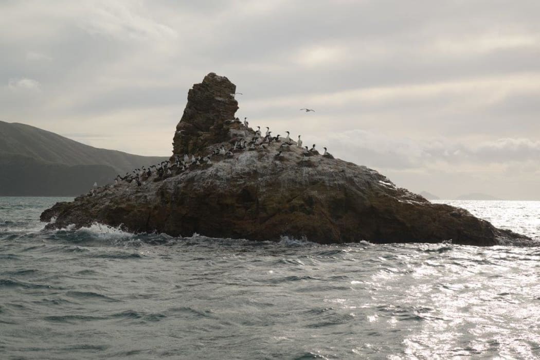 Wildlife in Marlborough Sounds.