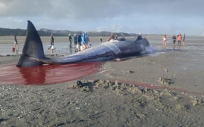 The 14 metre whale died after becoming stranded at Golden Bay.