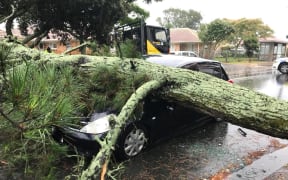 The driver of this car in Otahuhu had a lucky escape when a large pine tree fell on her vehicle.