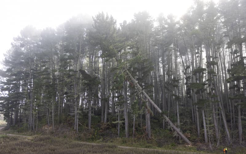 60 year old pine tree being felled in Manulife forest block near Tokoroa.
