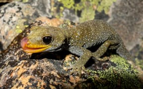 North Otago black-eyed gecko