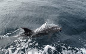Creatures of the high seas will benefit from a new UN treaty that has just become international law.