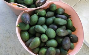 Avocado Rescue.