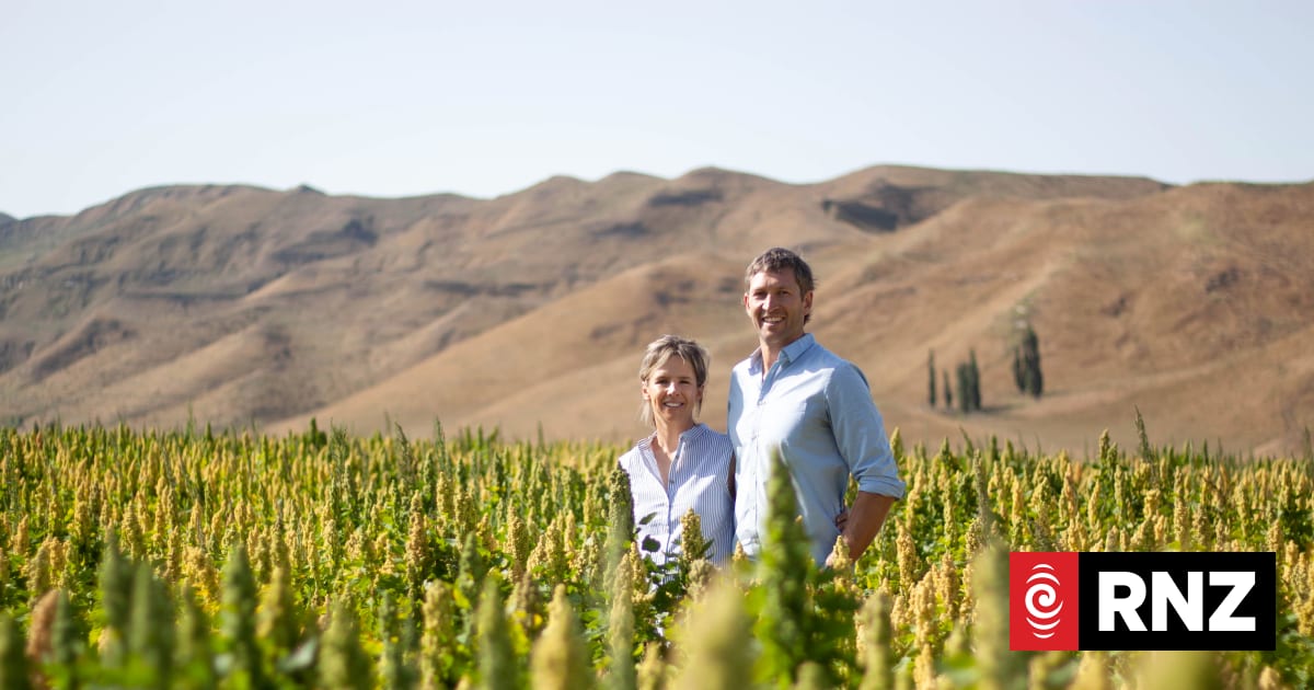 Growing quinoa 'very real, new option' for struggling arable farmers