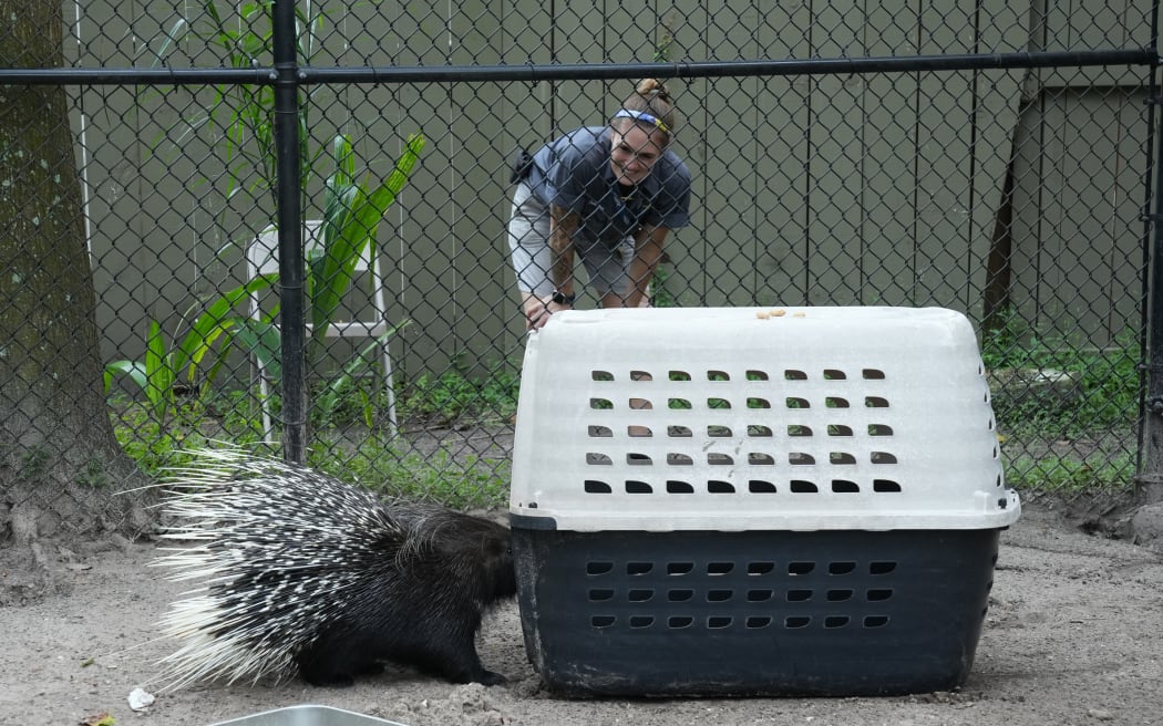 Employees move an African porcupine named Chompers to a pet carrier at Zoo Tampa ahead of Hurricane Milton’s expected landfall in the middle of this week on October 7, 2024 in Florida. - In the midst of this turmoil, Tiffany Burns is preparing a different kind of evacuation. The 41-year-old, director of the Tampa Zoo's animal program, oversees where the zoo's guests - elephants, rhinos, orangutans, etc. - will be spending the storm. The zoo has several hurricane-proof buildings where it plans to move all of its animals in the next few hours. “We hope they suffer as little stress as possible, that's always our goal,” Burns explains. In a small enclosure, two zookeepers lure a porcupine into a cage by feeding it pieces of carrot and strawberry. Once the animal is enclosed, they carefully lift it into a golf cart and take it under cover. (Photo by Bryan R. SMITH / AFP)