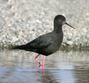 Black stilt