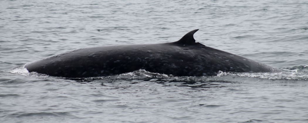 Among the sounds that Rosalyn Putland has recorded in the Hauraki Gulf are short, low frequency moans made by the resident population of Brydes whales.