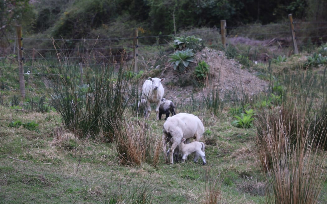Two sheep hiding through the shrub with their lambs.