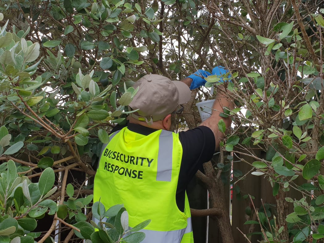 Biosecurity team set up fruit fly traps in in the South Auckland suburb of Ōtara after one was found.