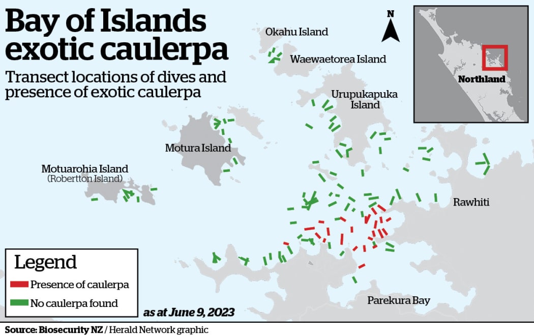 Map showing the more than 100 Bay of Islands spots checked for caulerpa until June 9. Areas where caulerpa is present show in red.