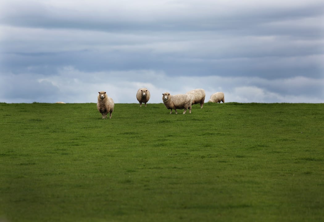 Sheep on a New Zealand farm