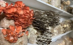 Pink and grey oyster mushrooms sprouting in the fruiting chamber.