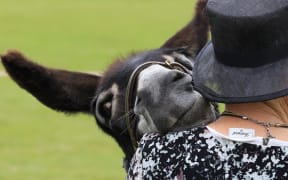 A Dunedin woman hopes to find a way to keep bringing a little donkey joy to residents of rest homes and dementia units in the wake of Hato Hone St John's decision to axe its animal therapy programme, Therapy Pets.