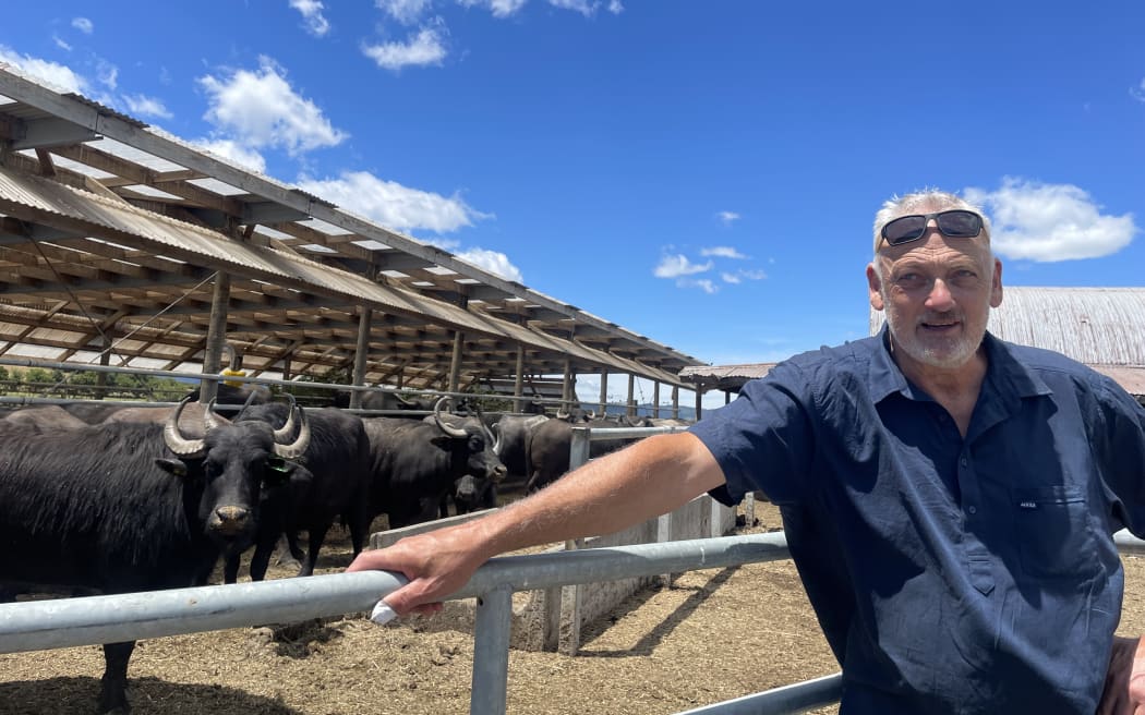 Richard Dorresteyn with some of his herd of water buffaloes.