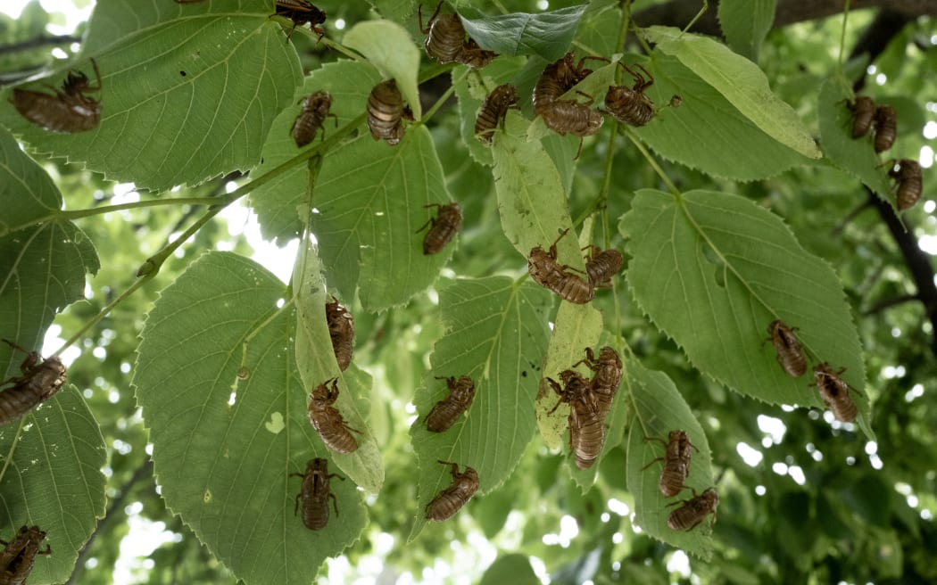 PARK RIDGE, ILLINOIS - MAY 29: Shells left behind by cicada nymphs from an emerging 17-year cicada brood remain in a tree after being shedded on May 29, 2024 in Park Ridge, Illinois. Illinois is currently experiencing an emergence of cicadas from Brood XIII and Brood XIX simultaneously. This rare occurrence hasn't taken place since 1803.   Scott Olson/Getty Images/AFP (Photo by SCOTT OLSON / GETTY IMAGES NORTH AMERICA / Getty Images via AFP)