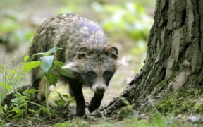 A raccoon dog (lat.: Nyctereutes procyonoides) in its outdoor enclosure at a wildlife park in Germany, June 2009. Photo: Ronald Wittek (Photo by RONALD WITTEK / DPA / dpa Picture-Alliance via AFP)