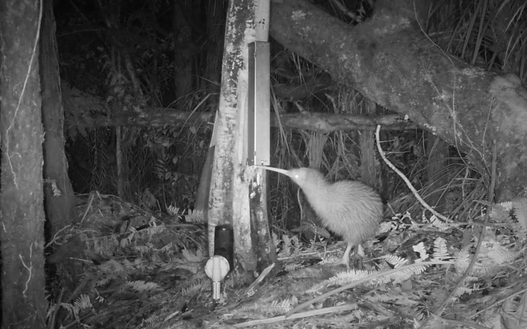 Kiwi on trail cam at Kaitake.